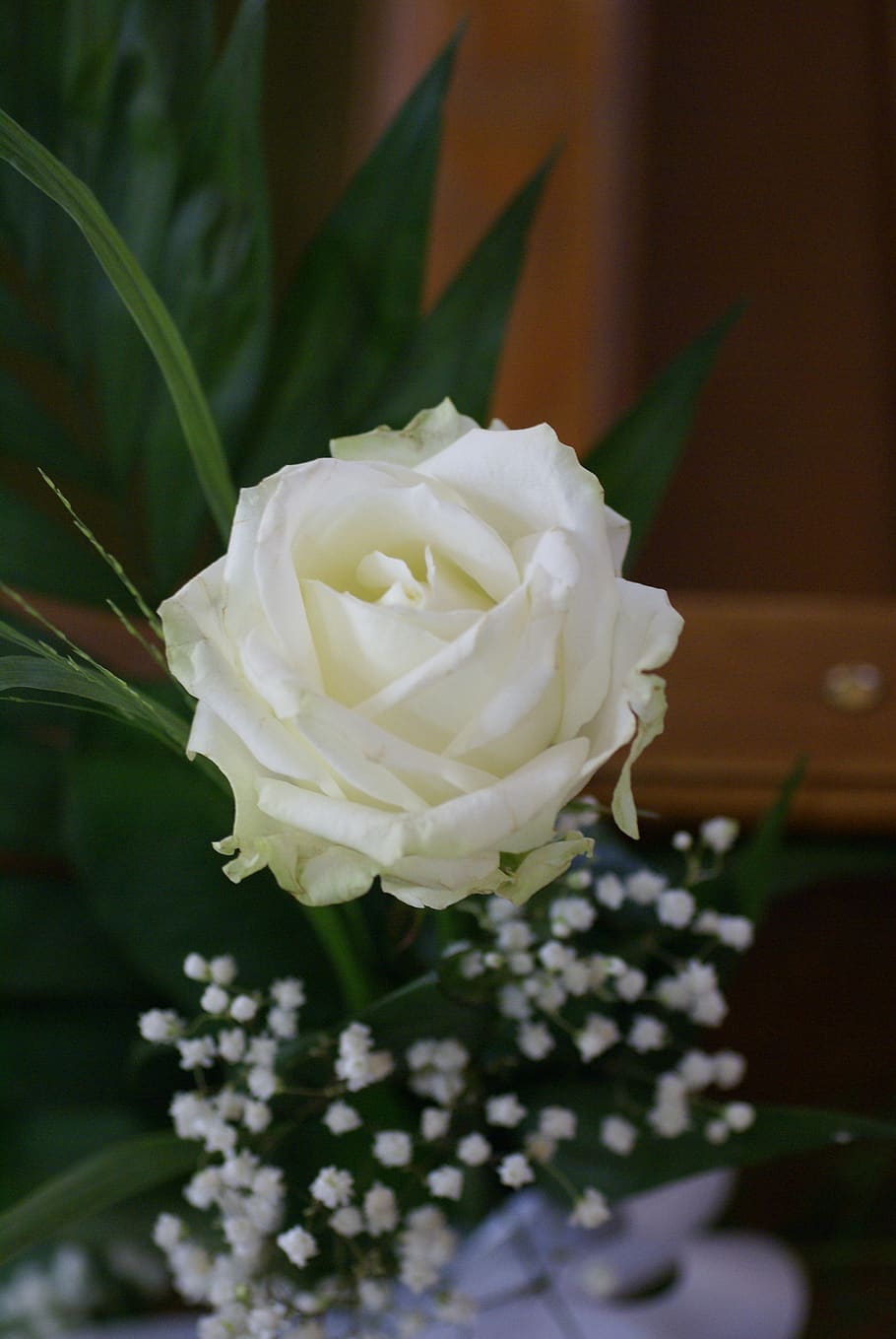 rose, white, flower, flowering plant, freshness, beauty in nature HD wallpaper