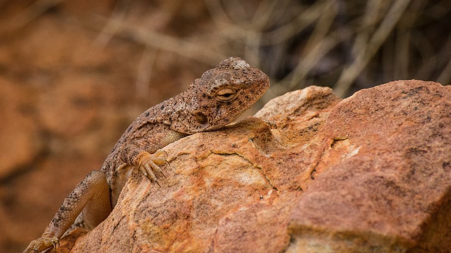 lizard, desert, reptile, animal themes, animal wildlife, one animal HD wallpaper