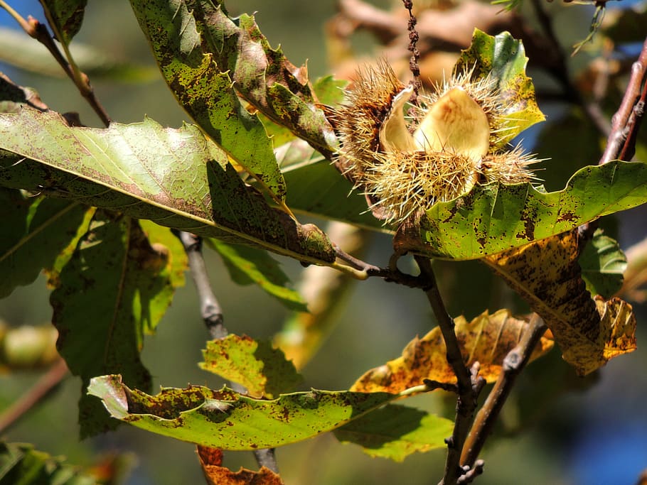 chestnut, open, autumn, tree, nature, plant, focus on foreground HD wallpaper