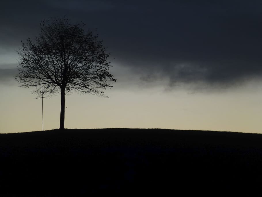 Tree, Landscape, Fog, Evening, nature, silhouette, sky, dark HD wallpaper