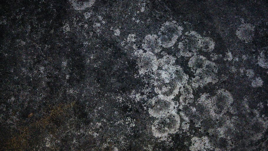 Dry, Moss, Stain, Texture, dry moss, moss stain, rough, surface HD wallpaper