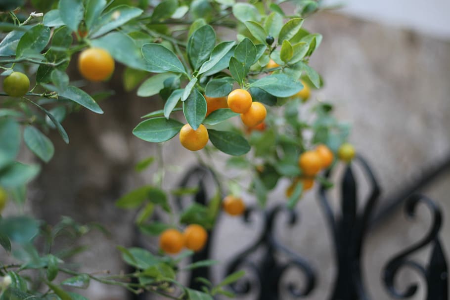 tilt-shift lens orange fruits, tree, mandarin, growing, food HD wallpaper