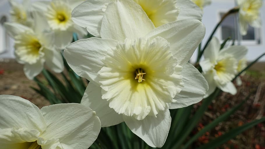 Spring, Flower, Nature, Plant, summer, bloom, garden, close HD wallpaper