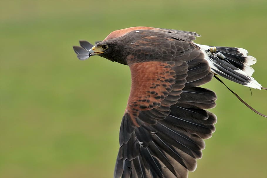 harris hawk, falconry, bird, hunter, predator, wildlife, raptor, HD wallpaper