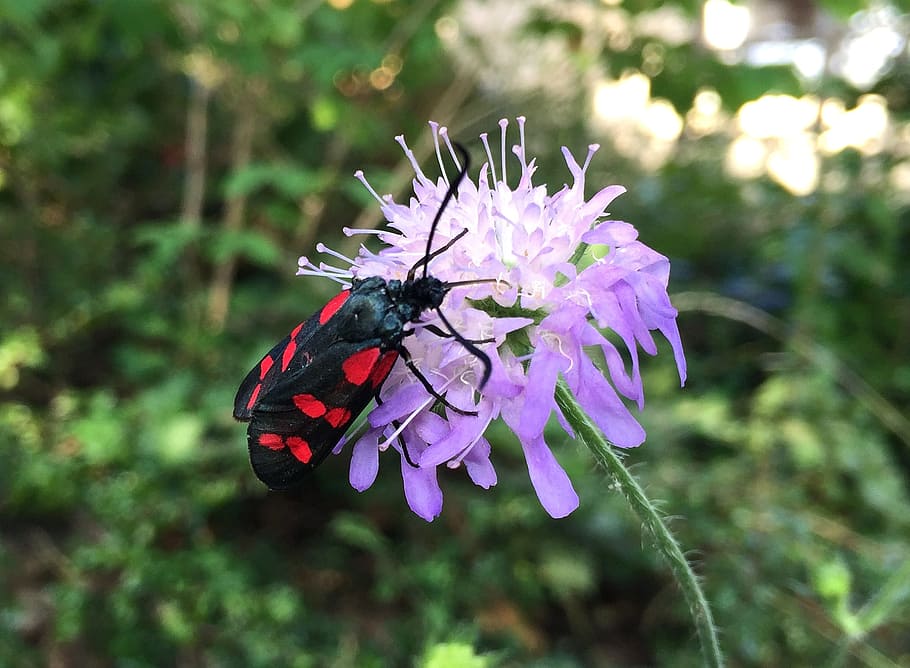 beetle, flower, nature, insect, insects, worms, black, macro HD wallpaper