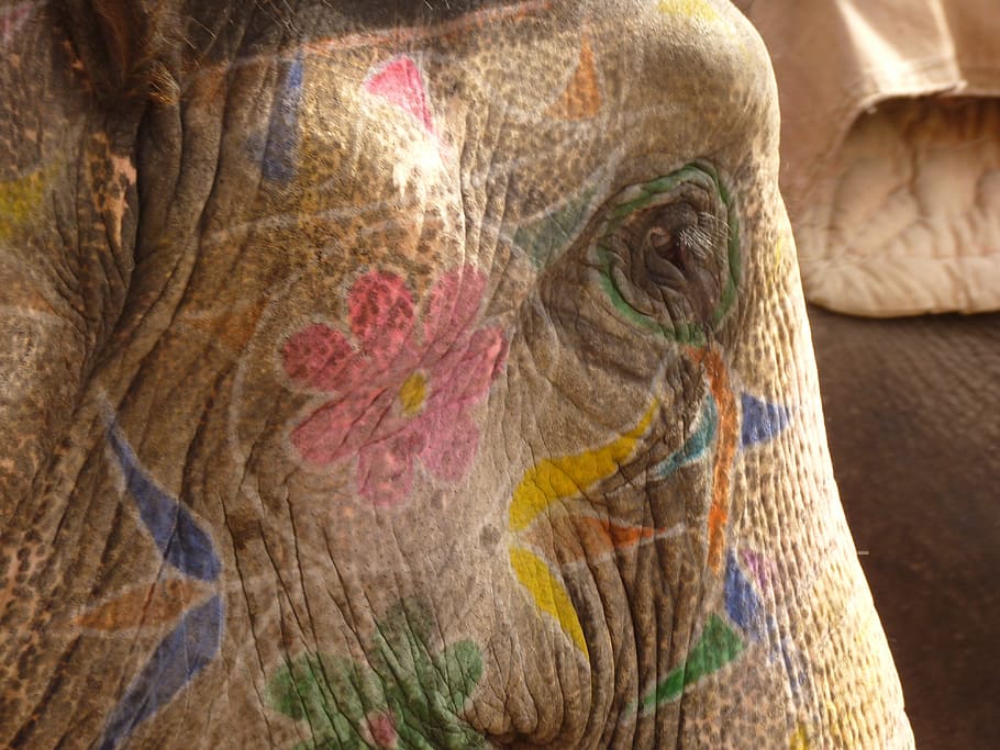elephant, painted, head, india, multi colored, animal themes HD wallpaper