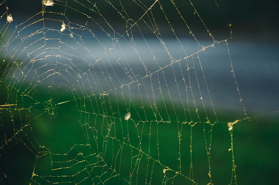cobweb, spider's web, spiderweb, spider web, fragility, vulnerability HD wallpaper