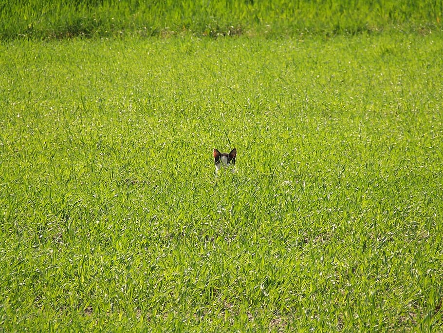 Green, Field, Cat, Spring, juicy green, animal, green color HD wallpaper