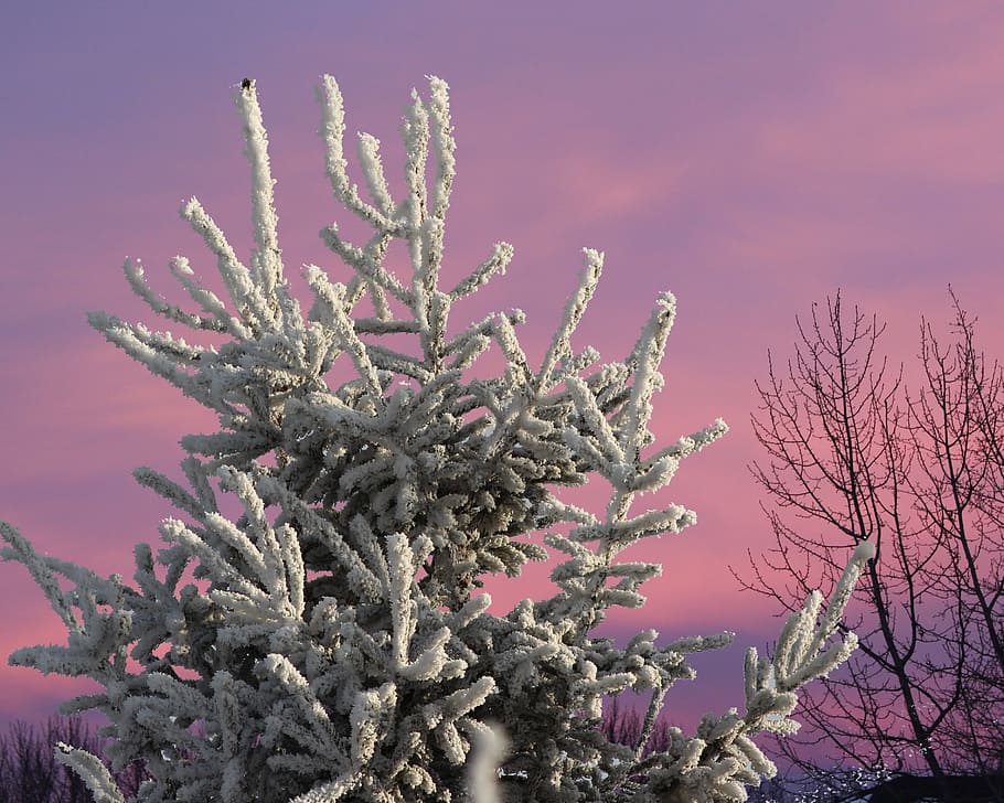 tree, frost, winter, nature, sky, purple, landscape, plant HD wallpaper
