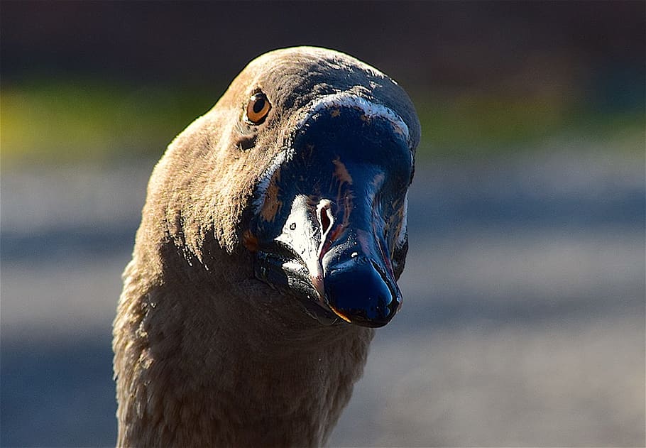 goose, profile, face, portrait, bill, feathers, eyes, bird HD wallpaper