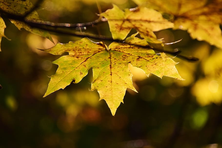 leaf, maple leaf, tree, autumn, light, warm, sunny, branch HD wallpaper