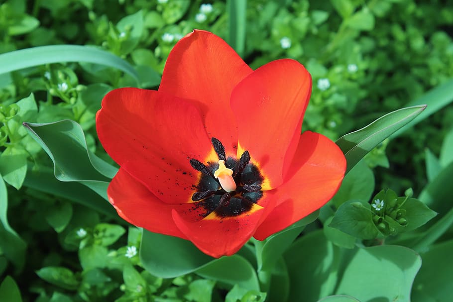 tulip, bud, red tulips, flowering plant, beauty in nature, petal HD wallpaper