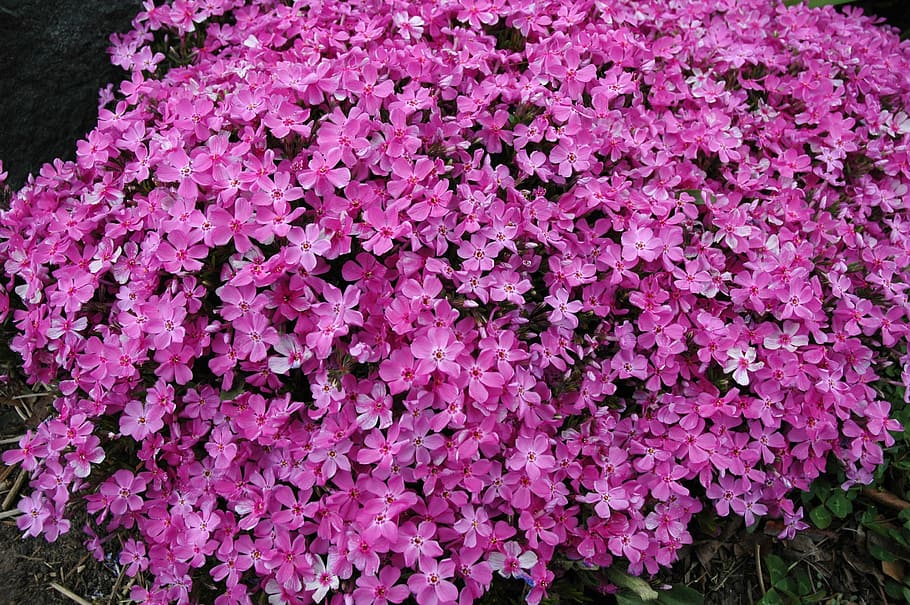 Creeping Flowers / Creeping Phlox Phlox Subulata At Green Spring Gardens Creeping Phlox Planting Flowers Plants - Check our reviews, buy your perfect perennials / groundcover plants with confidence!