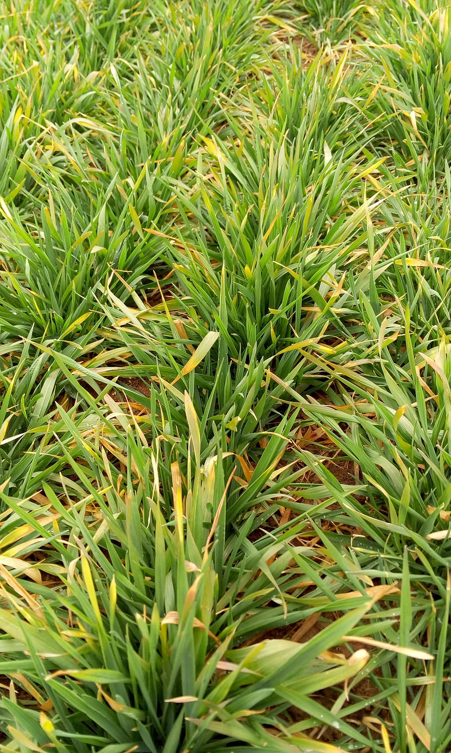 Winter Wheat, Life, green, growth, grass, green color, plant