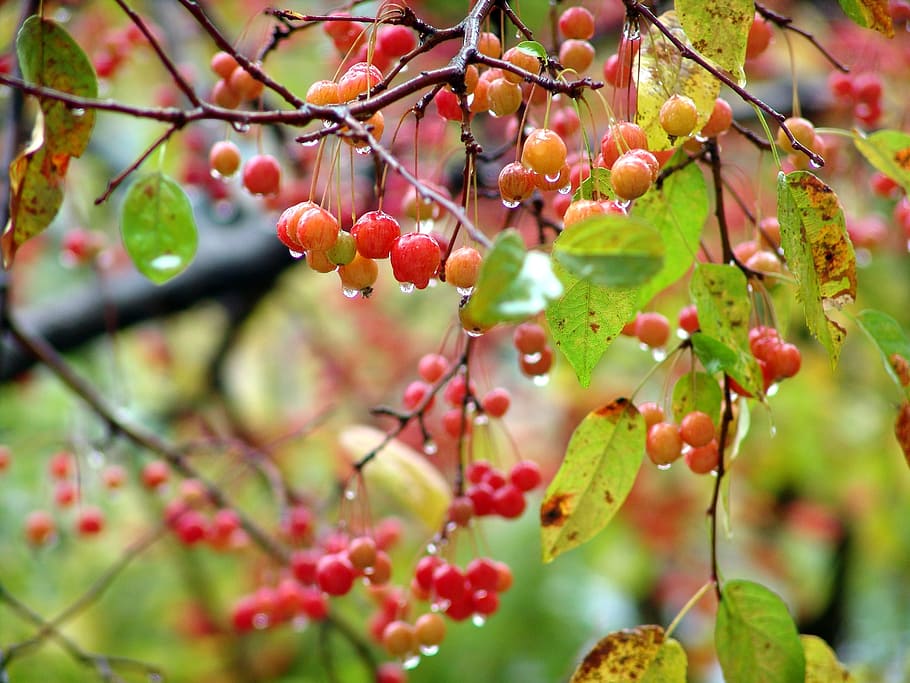 Wood, Fruit, Raindrops, Nature, non, red berries, plants, nutty HD wallpaper