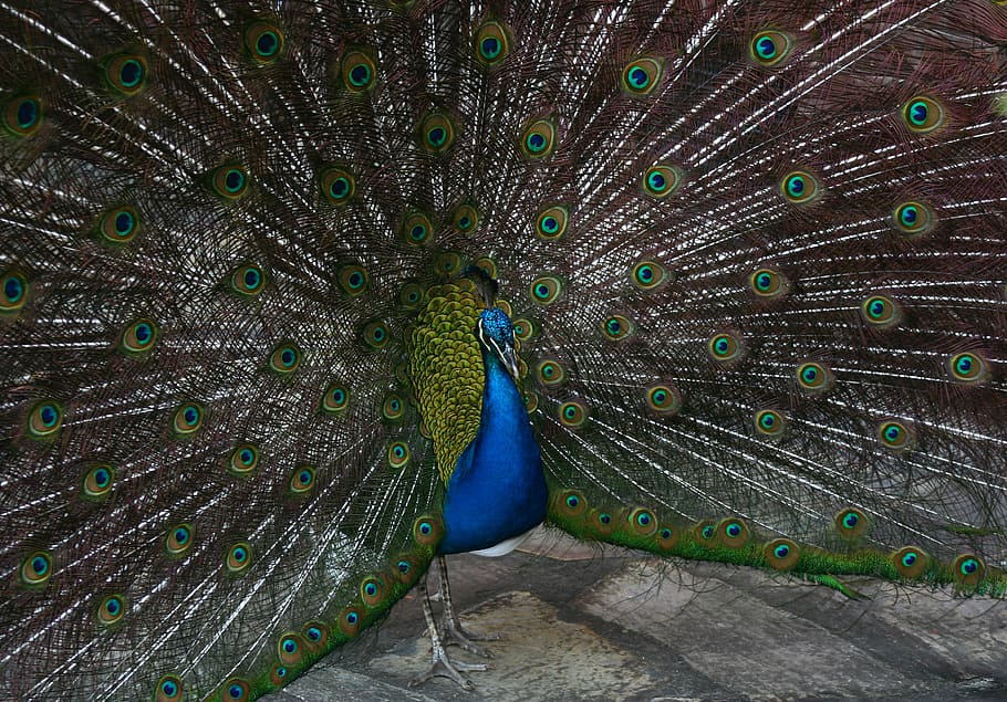 peacock, bird, feathered, animal themes, one animal, peacock feather HD wallpaper
