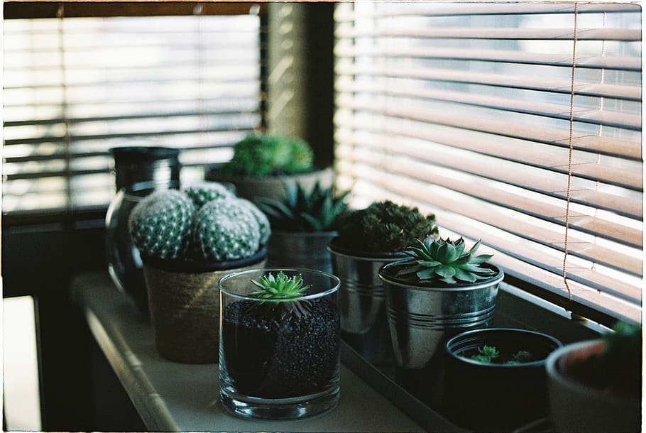 assorted succulents, shallow focus photo of green succulents HD wallpaper