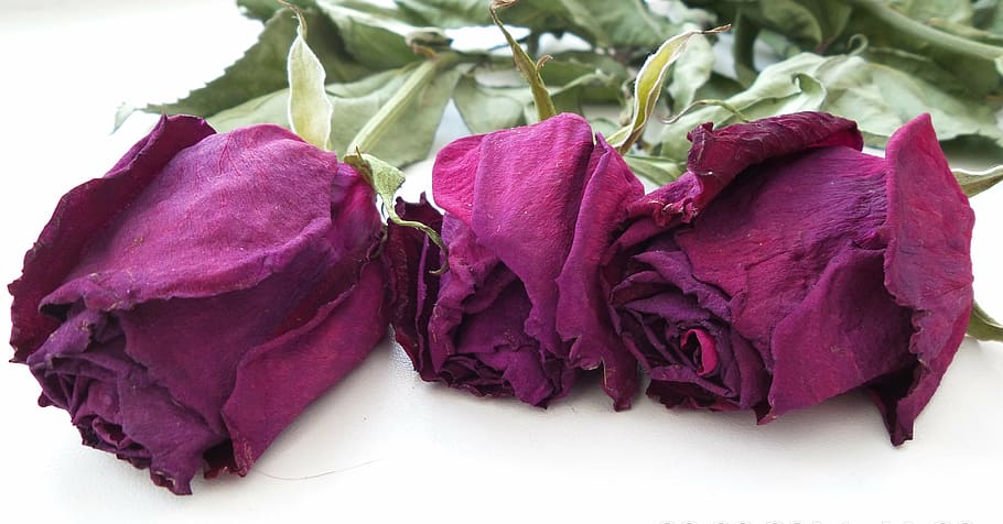 flowers, dry, roses, close-up, freshness, flowering plant, nature HD wallpaper