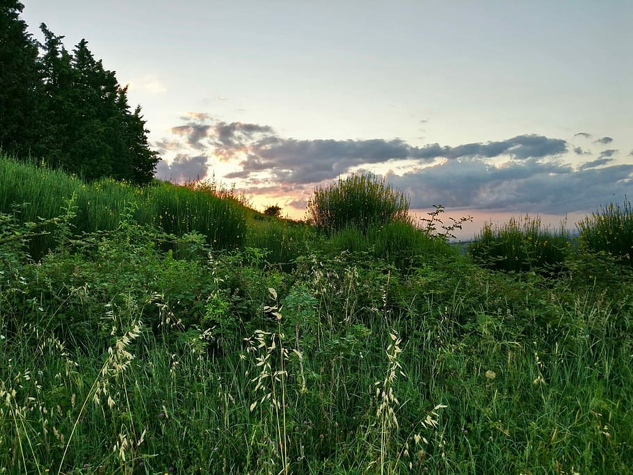 Forest, Meadow, Nature, Grass, edge of the woods, trail, landscape HD wallpaper