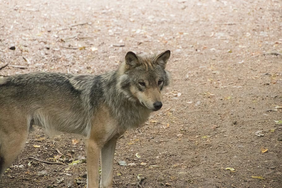 Timberwolf, Animal, Predator, Wild, gray, canine, fur, outdoors HD wallpaper