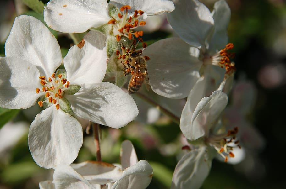 blossom, bee, flowers, spring, flowering plant, growth, fragility HD wallpaper