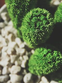 wood, nature, summer, rocks, blur, botanical, cactus, delicate HD wallpaper