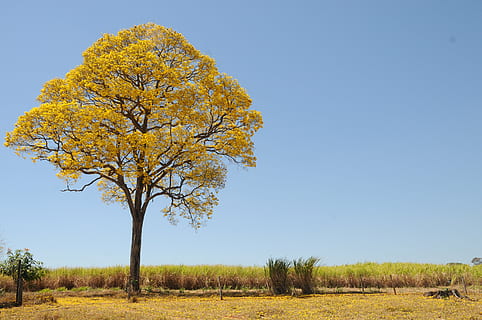 tree and grass field, yellow, spring, farm, beautiful, ipê HD wallpaper