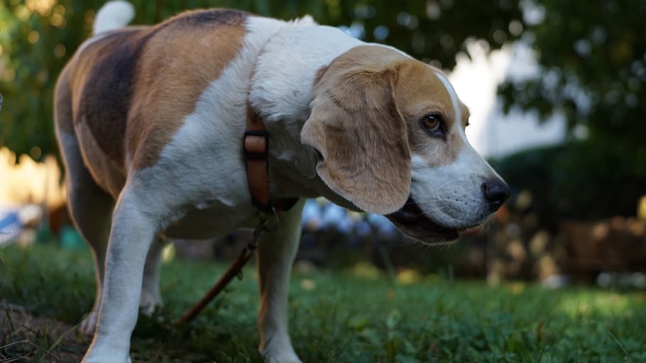 dog, beagle, pets, mammal, domestic, animal themes, domestic animals HD wallpaper