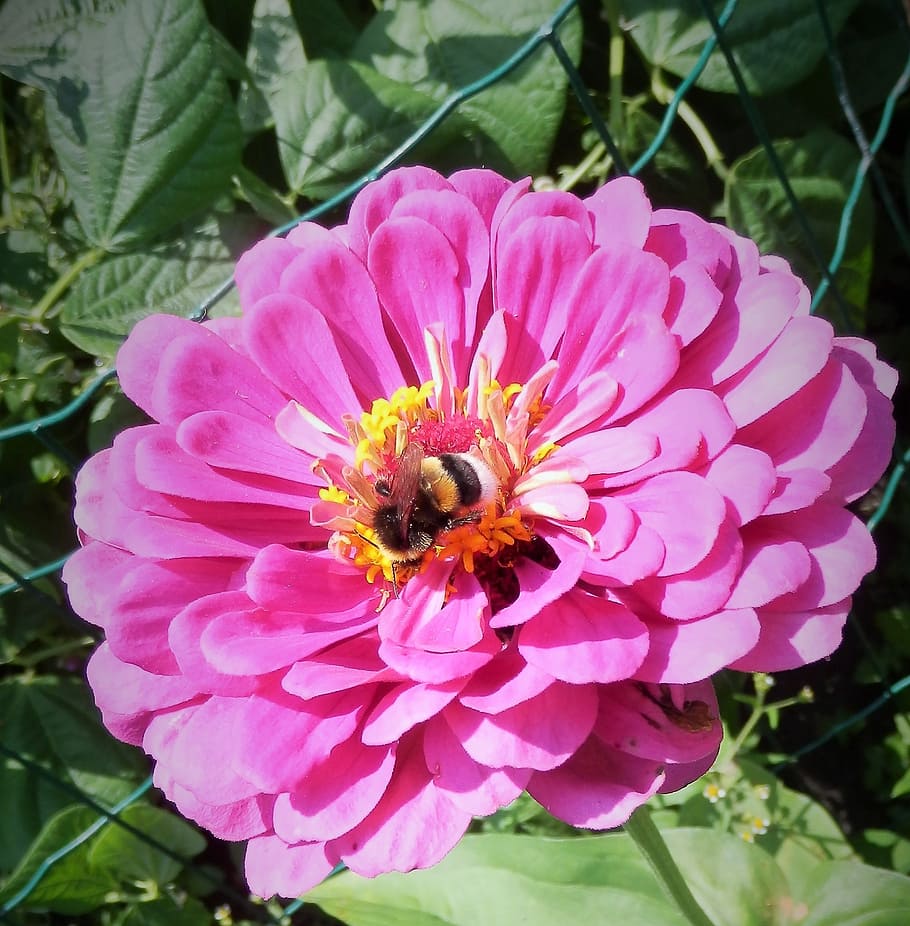 flower, insect, nature, bourdon, garden, flowering plant, fragility HD wallpaper