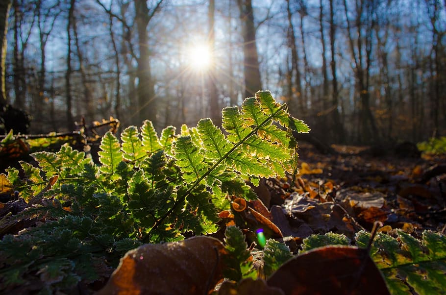 shallow focus photography of green leaves, ferns, forest, sun HD wallpaper