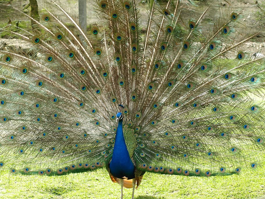 Peacock, Wheel, Color, peacock wheel, iridescent, blue, pavo cristatus, HD wallpaper