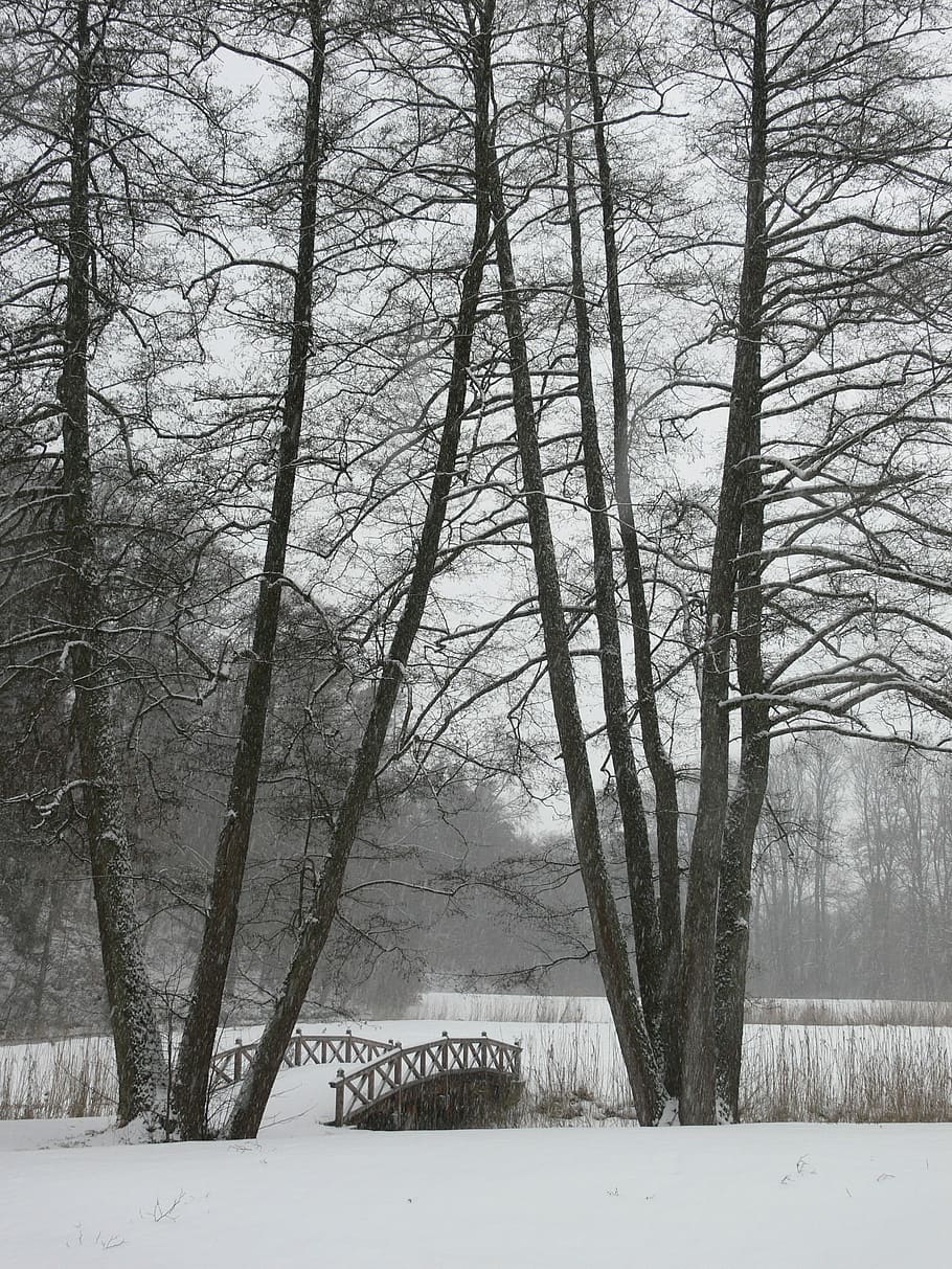 Winter, Trees, Web, Cold, Nature, Snow, bridge, snowy, frosty HD wallpaper