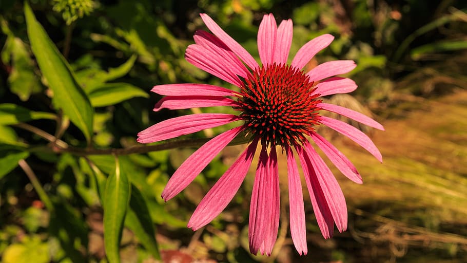 sun hat, summer, blossom, bloom, meadow, shining coneflower HD wallpaper