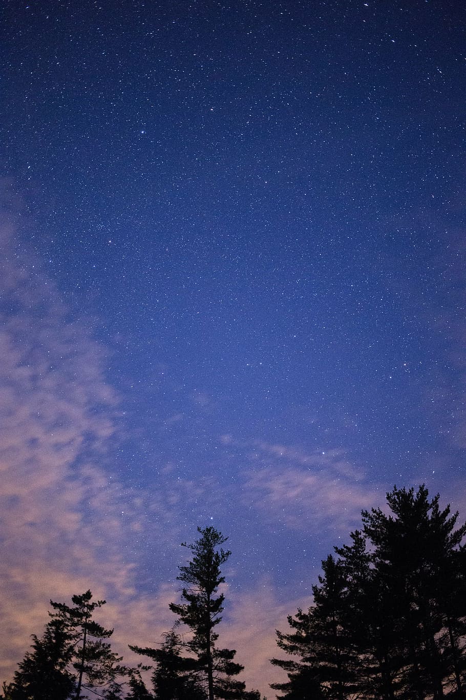 silhouette of tree during nighttime, clouds, nature, sky, stars HD wallpaper