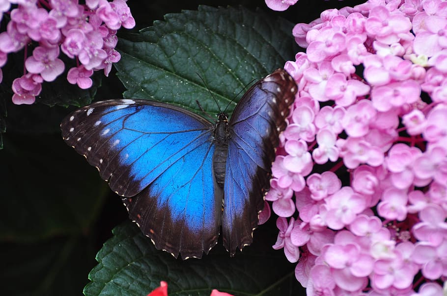 insect, butterfly, blue, flower, flowering plant, beauty in nature HD wallpaper
