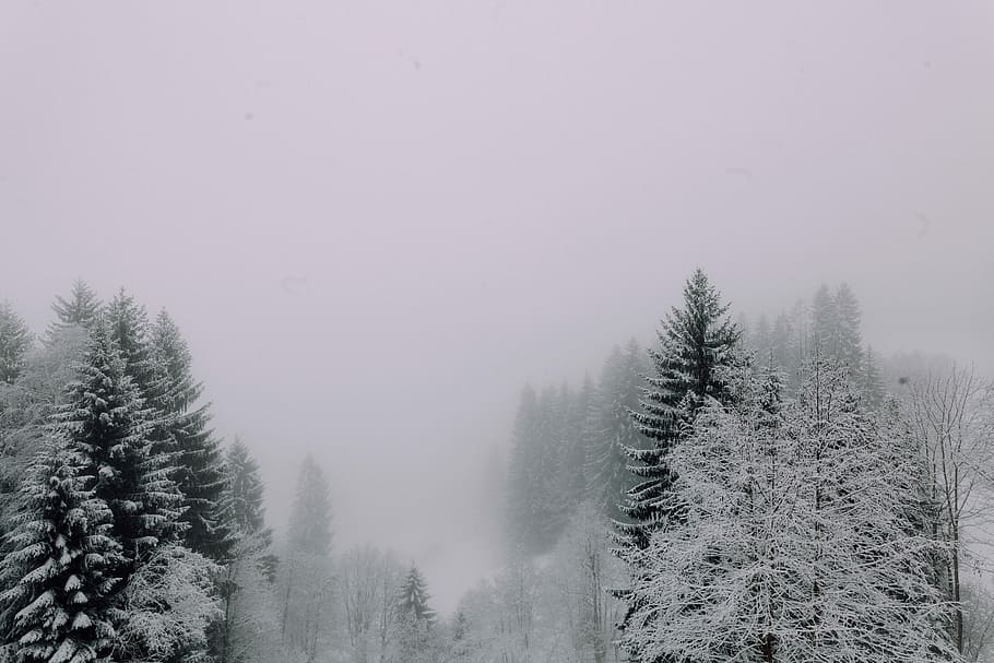 landscape photography of pine trees covered with snow, forest HD wallpaper
