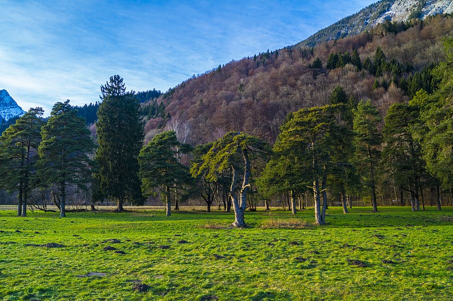 meadow, trees, field, landscape, sky, leaves, plant, grass HD wallpaper