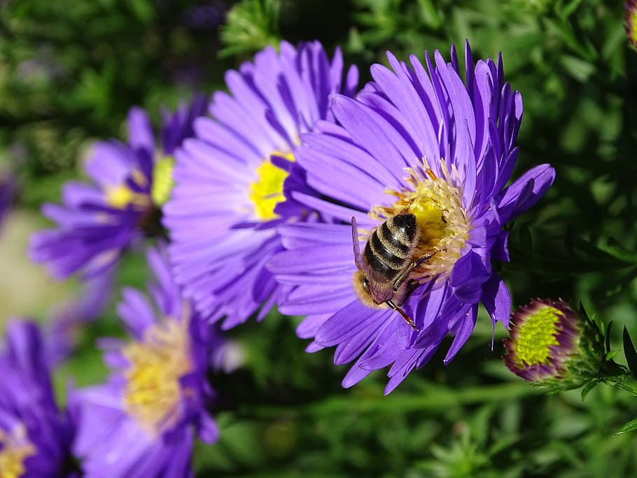 aster, herbstaster, bee, autumn, late summer, autumn-flowers HD wallpaper