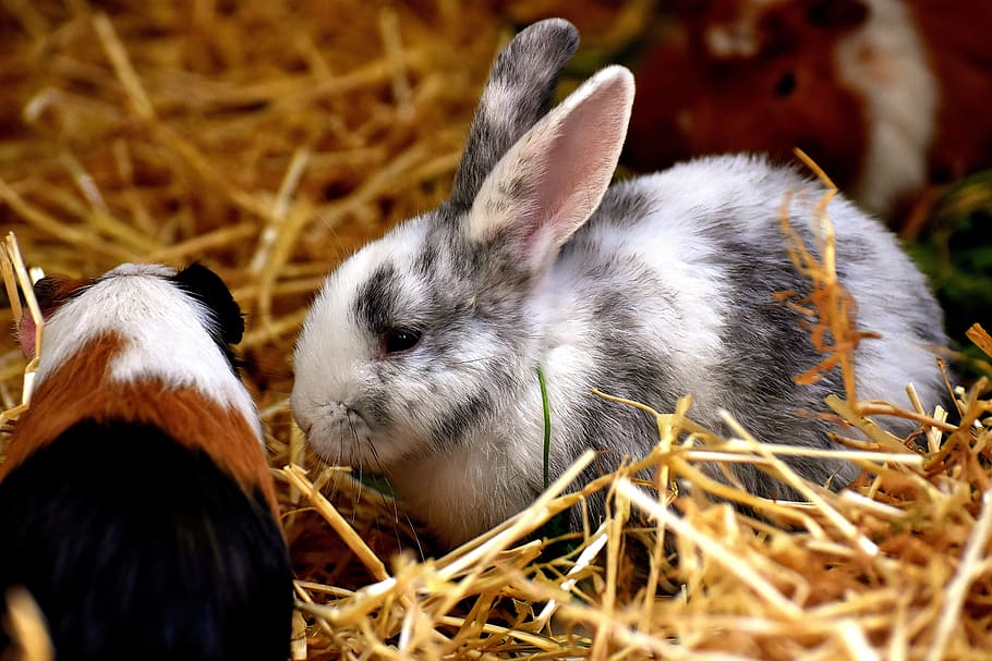 rabbit and guinea pig on haystack, animals, nager, cute, pet, HD wallpaper