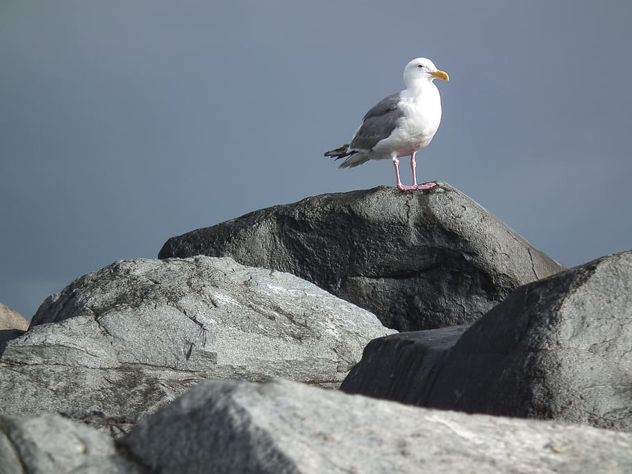 Seagull, Rocks, Ocean, Stone, Seascape, shore, coastal, beach HD wallpaper