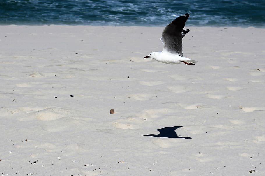 seagulls, flight, bird, soar, dom, wild, africa, beach, white sand HD wallpaper