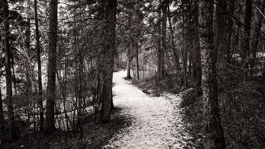 path, forest, snow, trees, black and white, plant, land, direction HD wallpaper