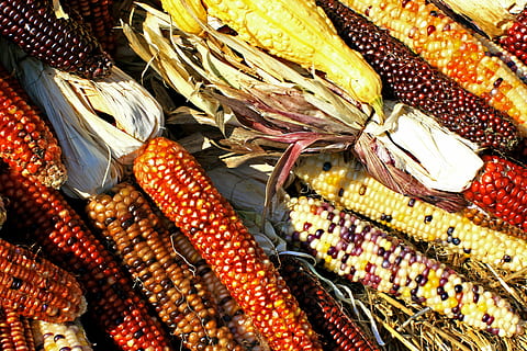 pile of corn, cobs, maize, harvest, biodiversity, food, agriculture HD wallpaper