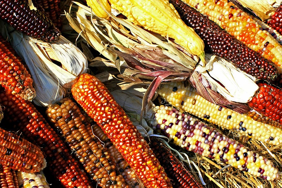 pile of corn, cobs, maize, harvest, biodiversity, food, agriculture HD wallpaper