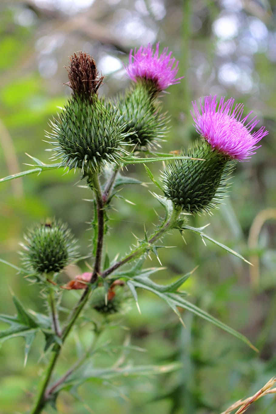 thistle, thistles, summer, meadow, thistle flower, plant, growth HD wallpaper