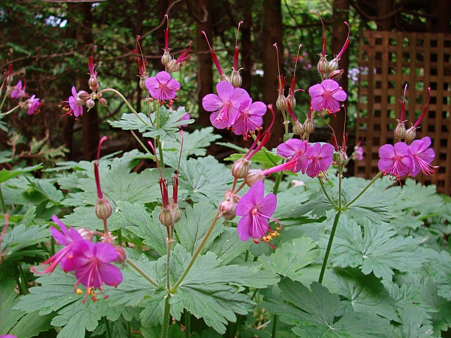 geranium, garden, flower, flowering plant, beauty in nature HD wallpaper