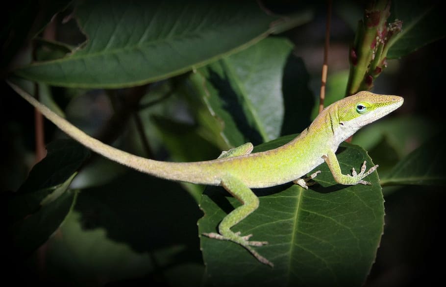 lizard, reptile, detail, texture, leaf, leaves, nature, animal themes HD wallpaper