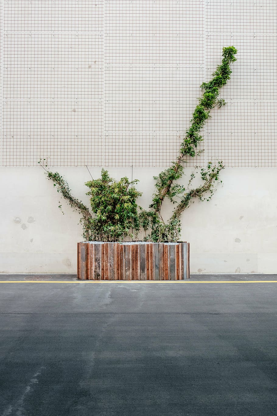 plant box, plants, road, wall, tree, no people, architecture HD wallpaper