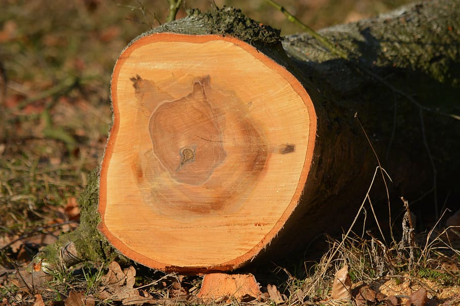 nature, tree pruning, forest, annual rings, land, deforestation HD wallpaper