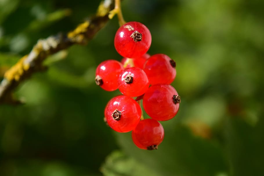 currants, grape, fruit, sweet, sour, red currants, close, delicious HD wallpaper